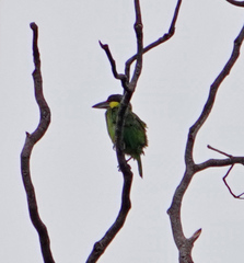 Psilopogon chrysopogon