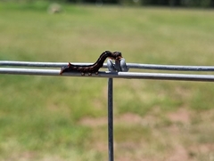Pericyma cruegeri