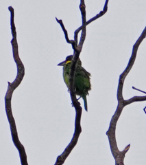 Psilopogon chrysopogon