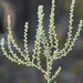 Celosia floribunda - Photo 由 jrebman 所上傳的 (c) jrebman，保留部份權利CC BY-NC
