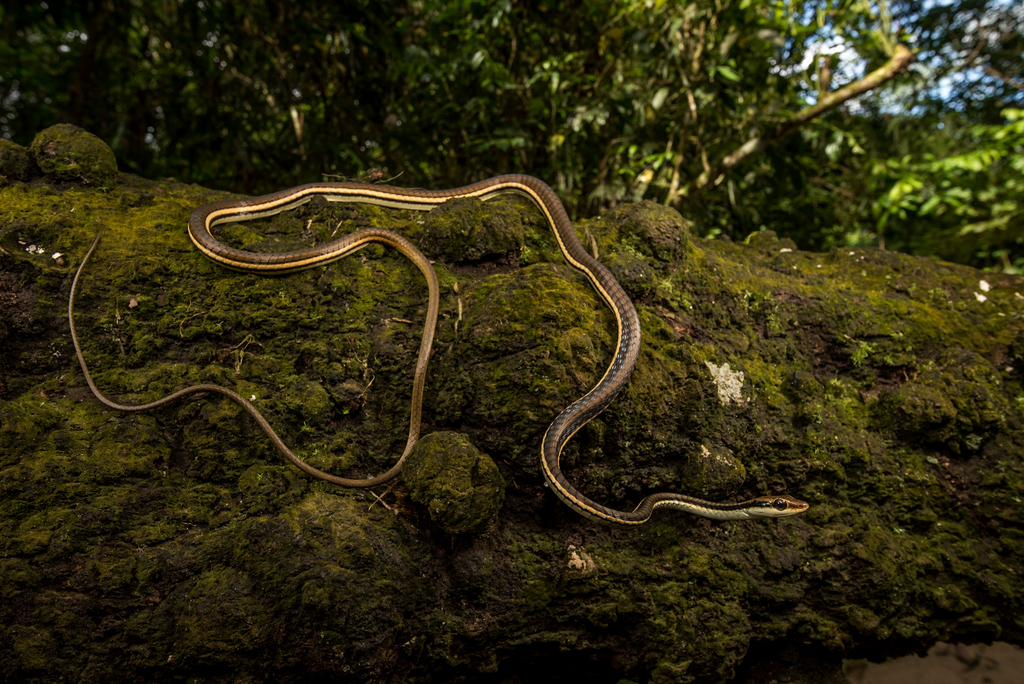 Eastern Bronzeback Tree Snake