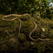 Eastern Bronzeback Tree Snake - Photo (c) Jonathan Hakim, some rights reserved (CC BY-NC), uploaded by Jonathan Hakim