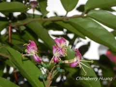 Lonicera acuminata
