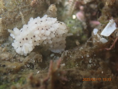 Aegires albopunctatus