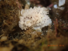 Aegires albopunctatus