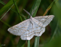 Perconia strigillaria