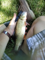 Moxostoma erythrurum