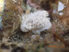 Aegires albopunctatus