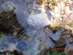 Aegires albopunctatus