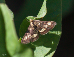 Pyrausta purpuralis