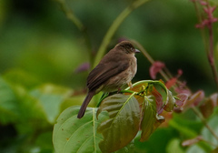 Pycnonotus pseudosimplex