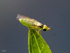 Meromyza