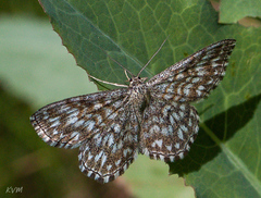 Scopula tessellaria
