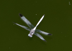 Zyxomma obtusum