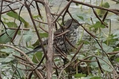 Setophaga coronata
