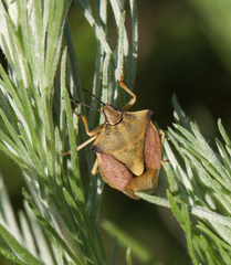 Carpocoris fuscispinus