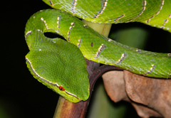 Tropidolaemus subannulatus