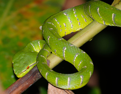 Tropidolaemus subannulatus