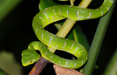 Tropidolaemus subannulatus