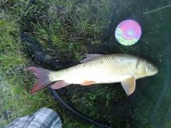 Moxostoma macrolepidotum