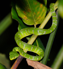Tropidolaemus subannulatus