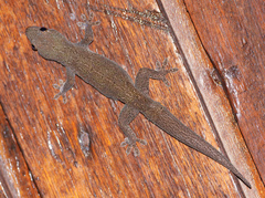 Gekkota