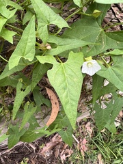 Calystegia marginata