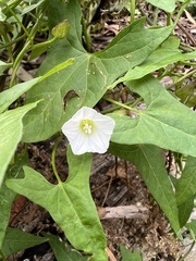 Calystegia marginata