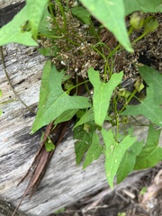 Calystegia marginata