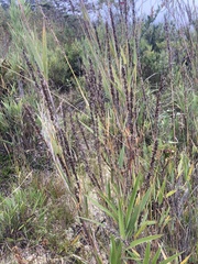 Chusquea tessellata