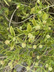 Gomphrenoideae