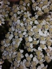 Achillea millefolium image