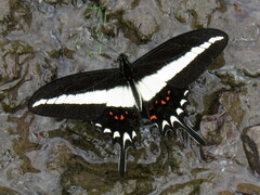 Heraclides hectorides