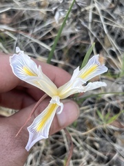 Iris macrosiphon