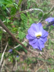 Browallia americana