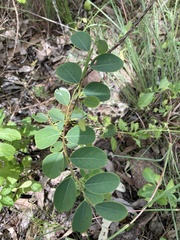 Breynia oblongifolia