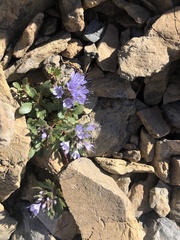 Phacelia sericea