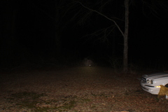 Didelphis virginiana