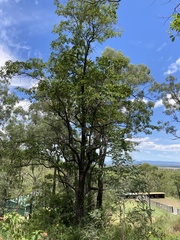 Terminalia porphyrocarpa