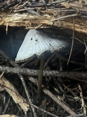 Mycena robusta