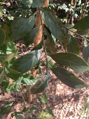 Aidia cochinchinensis