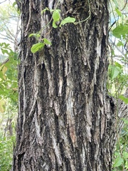 Terminalia porphyrocarpa