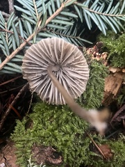 Mycena robusta