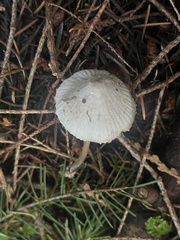 Mycena robusta