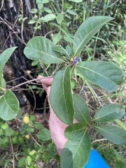 Terminalia porphyrocarpa