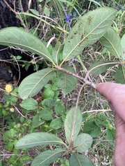 Terminalia porphyrocarpa