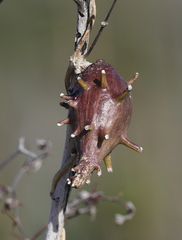 Ibatia