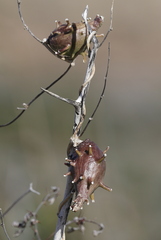 Ibatia