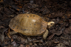 Indotestudo elongata