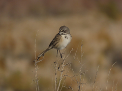 Artemisiospiza belli